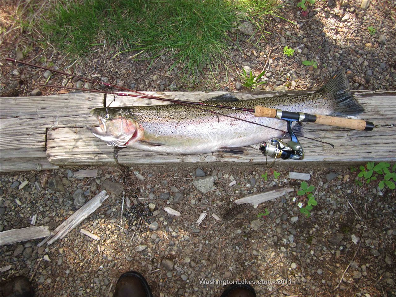 Wynoochee River Report, Grays Harbor County, WA NWFR